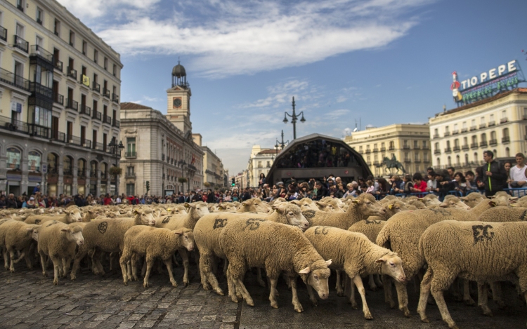 Több mint kétezer birka lepte el a spanyol főváros utcáit